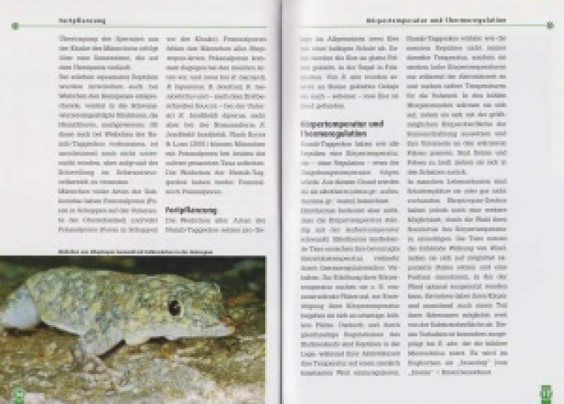 Preview: Barnards Namib-Taggecko